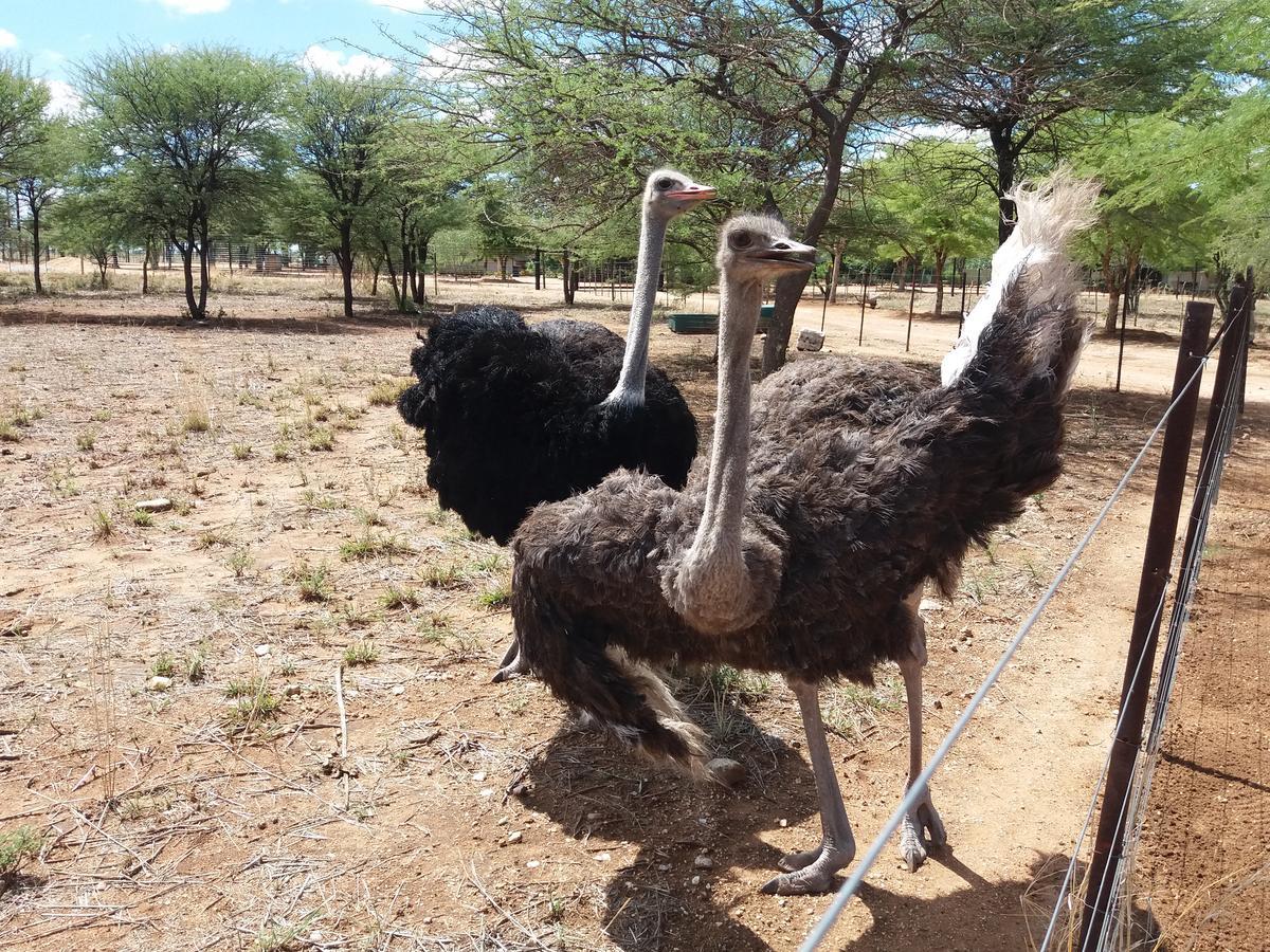 Lion'S Den Guesthouse Otjiwarongo Eksteriør bilde