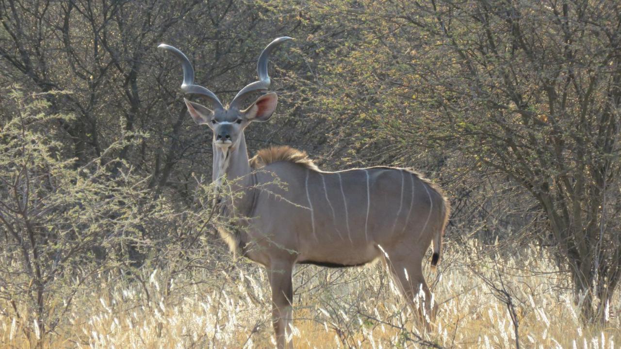 Lion'S Den Guesthouse Otjiwarongo Eksteriør bilde
