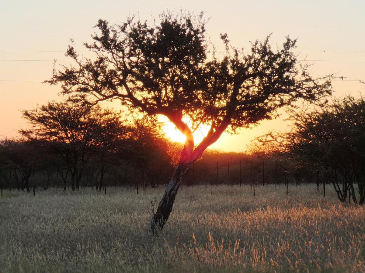 Lion'S Den Guesthouse Otjiwarongo Eksteriør bilde