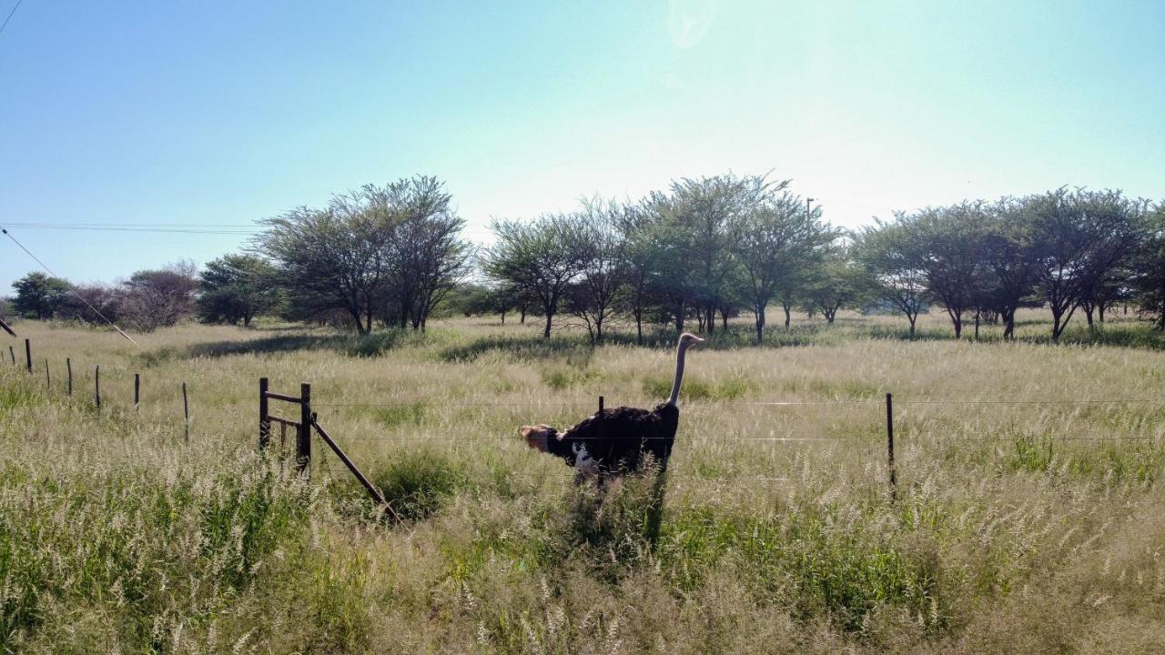 Lion'S Den Guesthouse Otjiwarongo Eksteriør bilde
